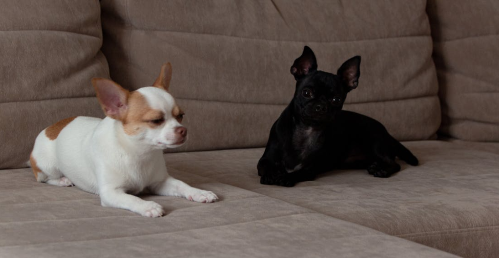 Pregunta: ¿Debo de preocuparme por mis mascotas por el gusano barrenador?