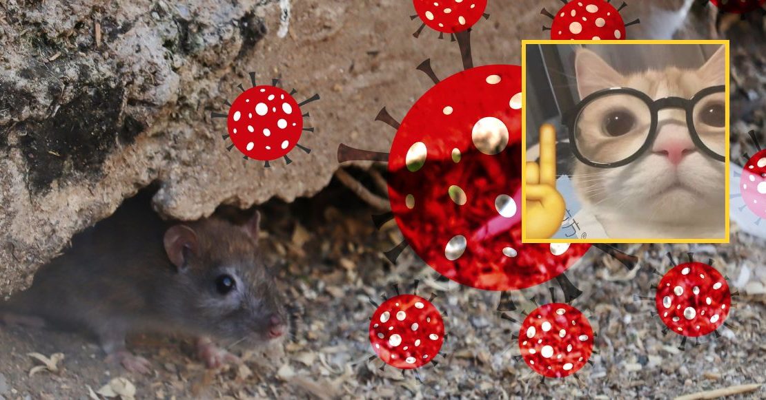 ¿Qué significa que declaren alerta epidemiológica por hantavirus en México?