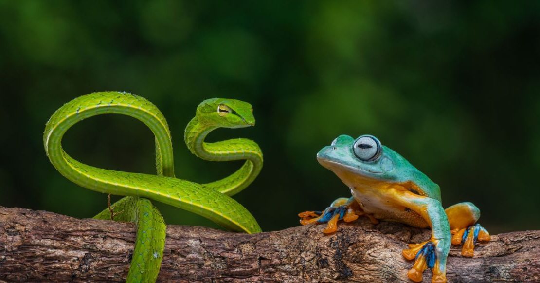 Profepa llega a Expo Animalia para revisar la venta de animales