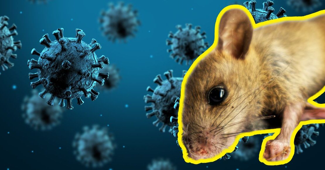 Estas son las claves del caso del hantavirus hasta el momento