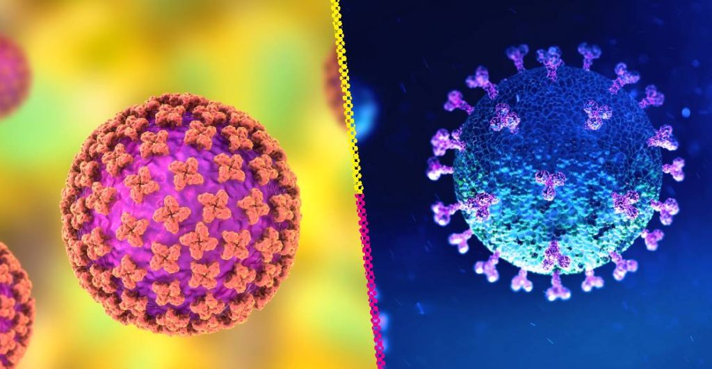 Hantavirus: síntomas, contagio y por qué no es el nuevo Covid- 19