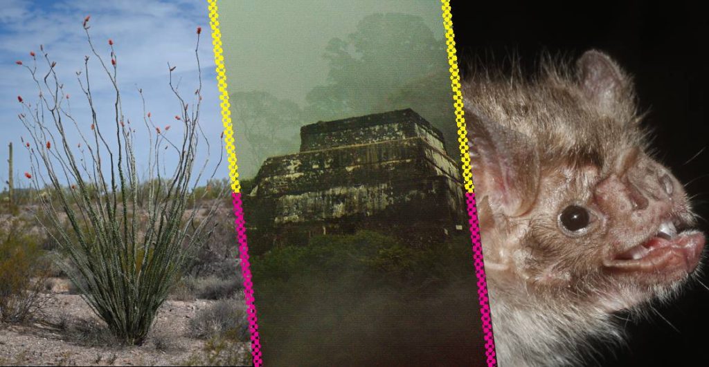 Ciencia rara en México: el libro de José Gotés que mezcla divulgación, humor y rarezas mexicanas