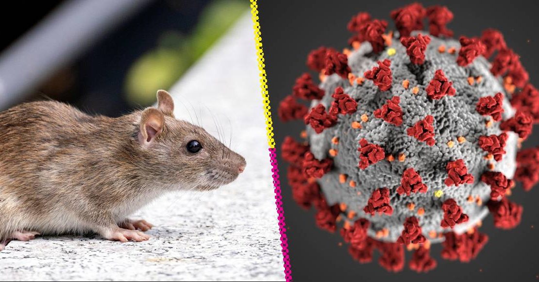 Hantavirus: Síntomas, contagio y por qué no es el nuevo COVID