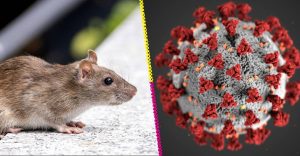 Hantavirus: síntomas, contagio y por qué no es el nuevo Covid-19