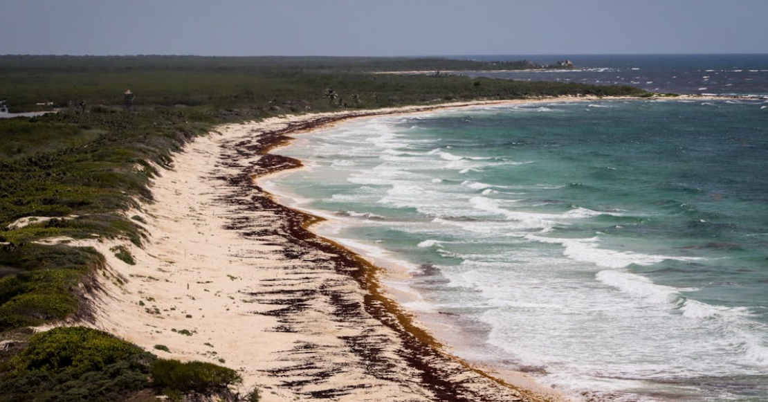 La UNAM ya vigila el sargazo desde el espacio: esperan una “marea marrón” de 40 millones de toneladas en el Caribe