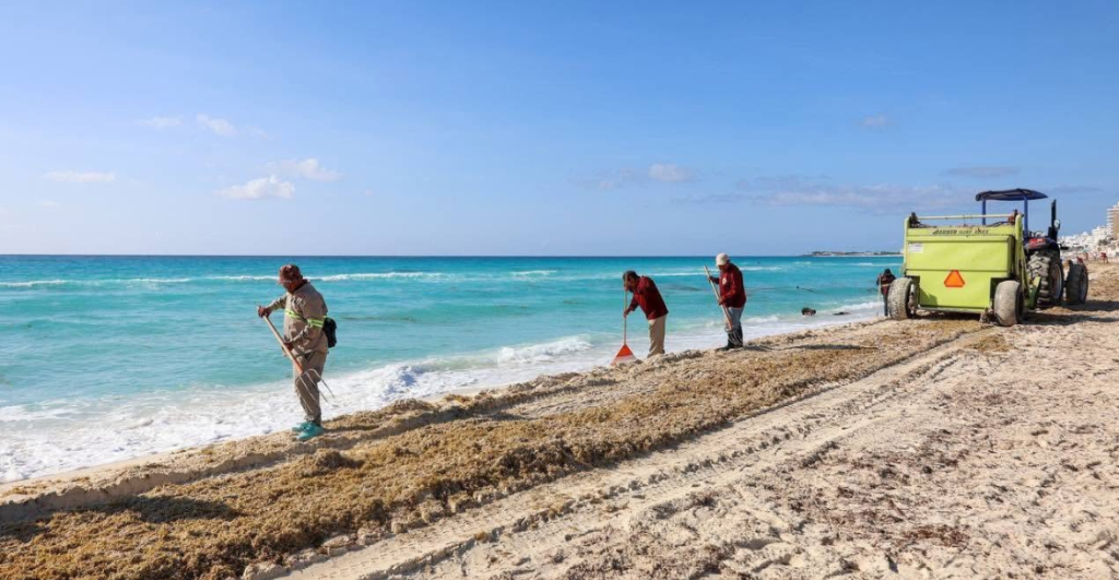 La UNAM ya vigila el sargazo desde el espacio: esperan una “marea marrón” de 40 millones de toneladas en el Caribe