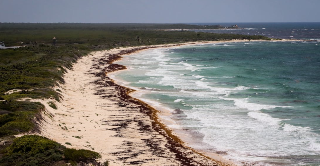 La UNAM ya vigila el sargazo desde el espacio: esperan una “marea marrón” de 40 millones de toneladas en el Caribe