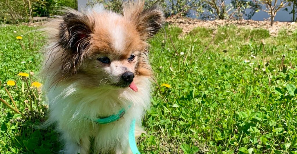 muere-30-anos-lazare-perro-mas-viejo-mundo-historia-2