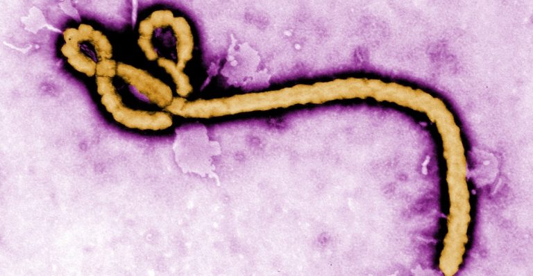OMS dice que el riesgo de la epidemia de ébola en el mundo es bajo