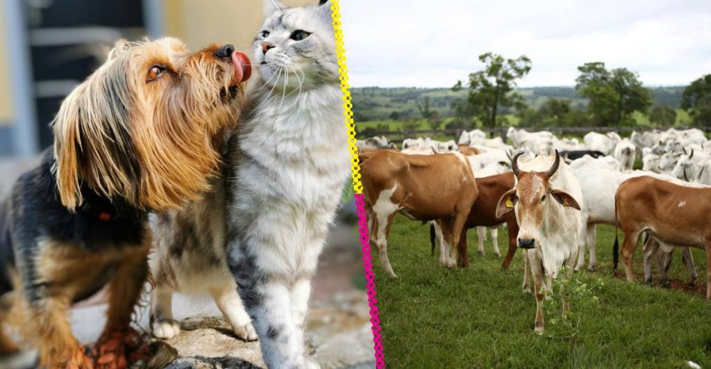 Pregunta: ¿Debo de preocuparme por mis mascotas por el gusano barrenador?