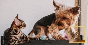 Pregunta: ¿Debo de preocuparme por mis mascotas por el gusano barrenador?