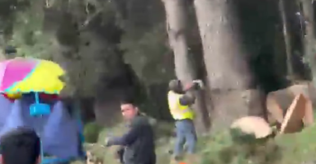 ¿Qué pasó en Cuajimalpa? Denuncian tala de árboles centenarios en “El Ocotal” y Sedema ya investiga