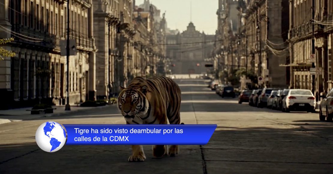 Hay un tigre suelto según internet y honestamente nos sentimos identificados