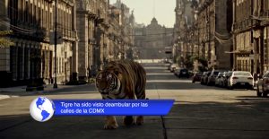tigre kellogs