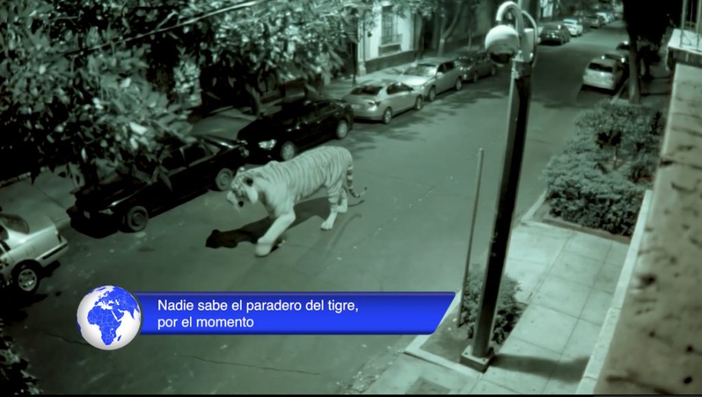 tigre zucaritas