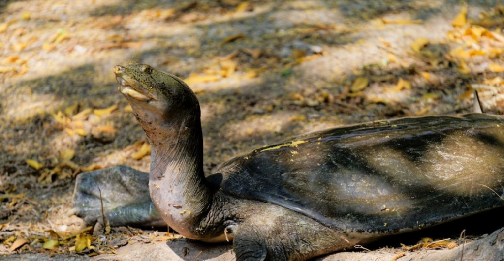 ¿Se comió una tortuga protegida? Acusan a dirigente de Morena en Tabasco y las redes ya pidieron investigar