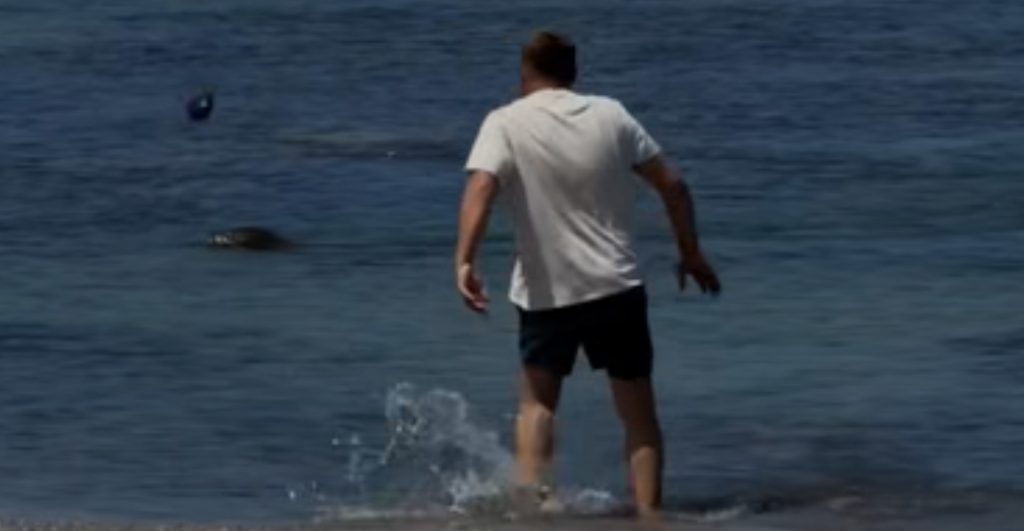 turista-lanza-piedra-foca-peligro-extincion-hawai