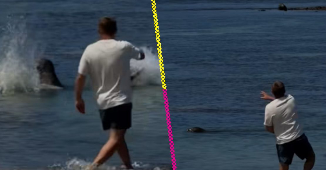 ¡Qué poca! Turista lanza piedra a una foca en peligro de extinción en Hawái