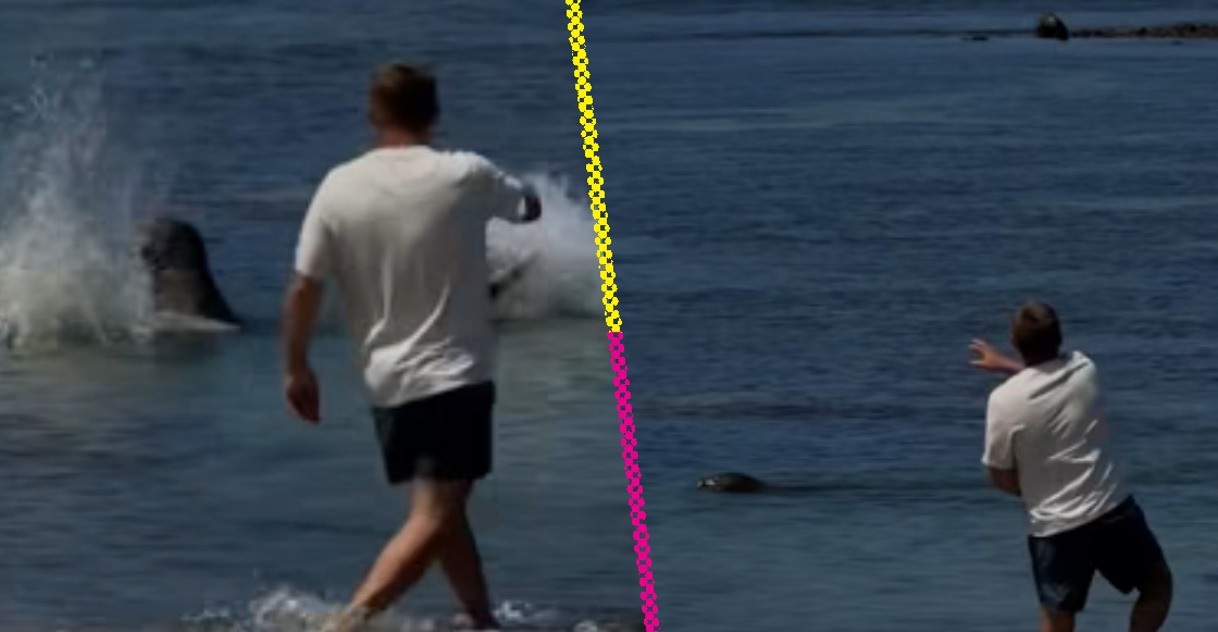 turista-lanza-piedra-foca-peligro-extincion-hawai-destacada