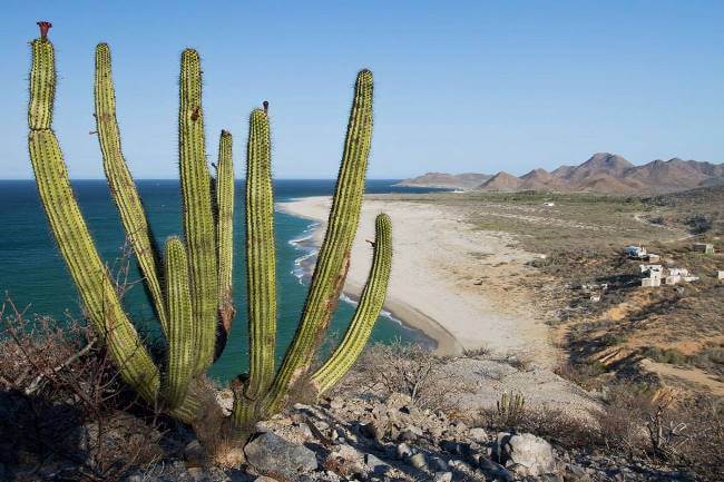 De cómo la vida marina creció en Baja California, tras prohibir la pesca