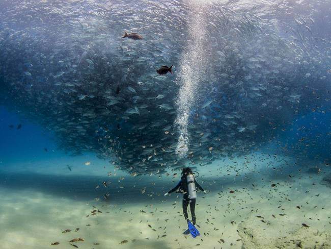 De cómo la vida marina creció en Baja California, tras prohibir la pesca