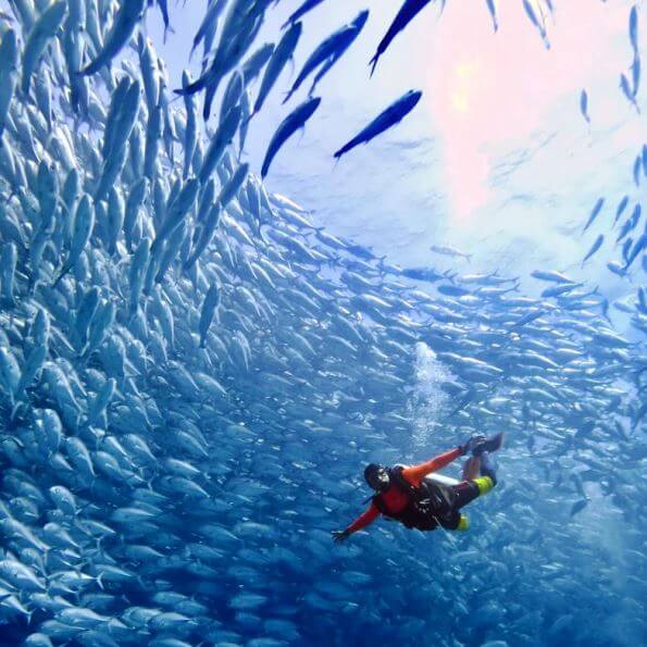 De cómo la vida marina creció en Baja California, tras prohibir la pesca