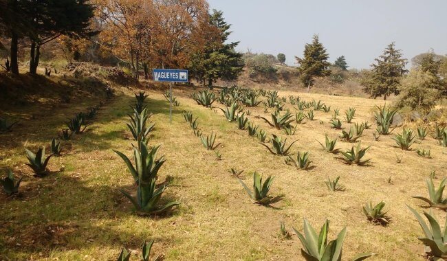 5 parques en Milpa Alta para escaparnos al bosque sin salir de la CDMX
