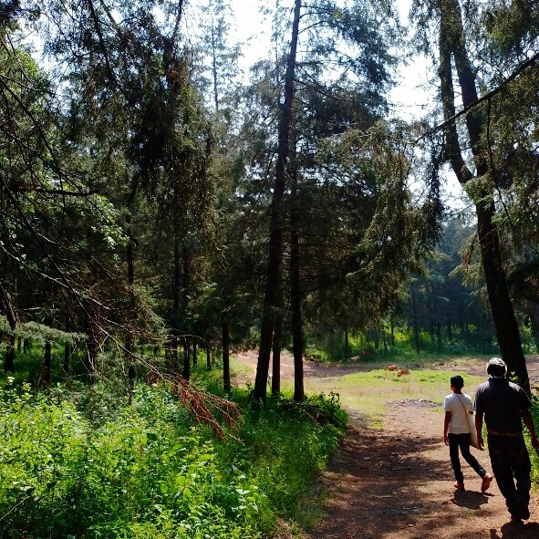 5 parques en Milpa Alta para escaparnos al bosque sin salir de la CDMX