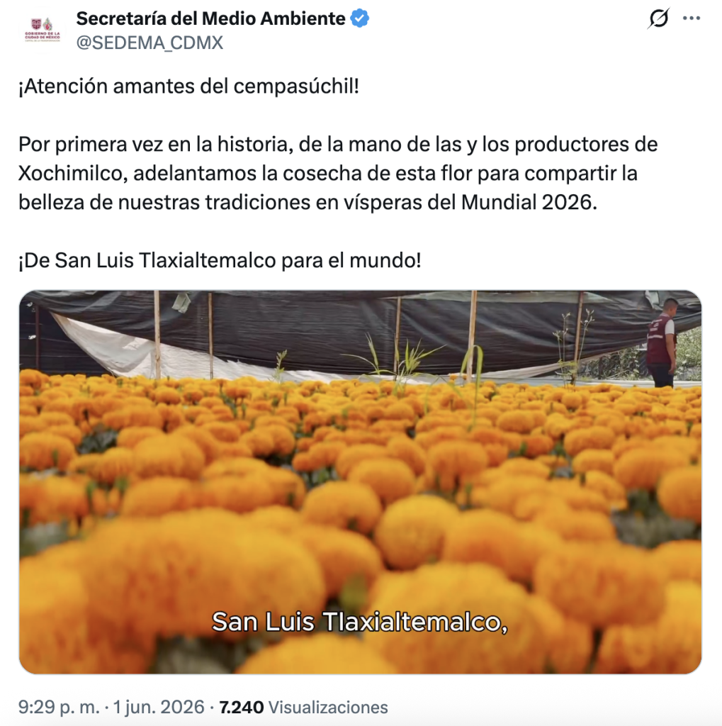 ¡Ora! Adelantan el Día de Muertos con cempasúchil en Paseo de la Reforma