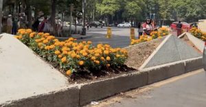 ¡Ora! Adelantan el Día de Muertos con cempasúchil en Paseo de la Reforma