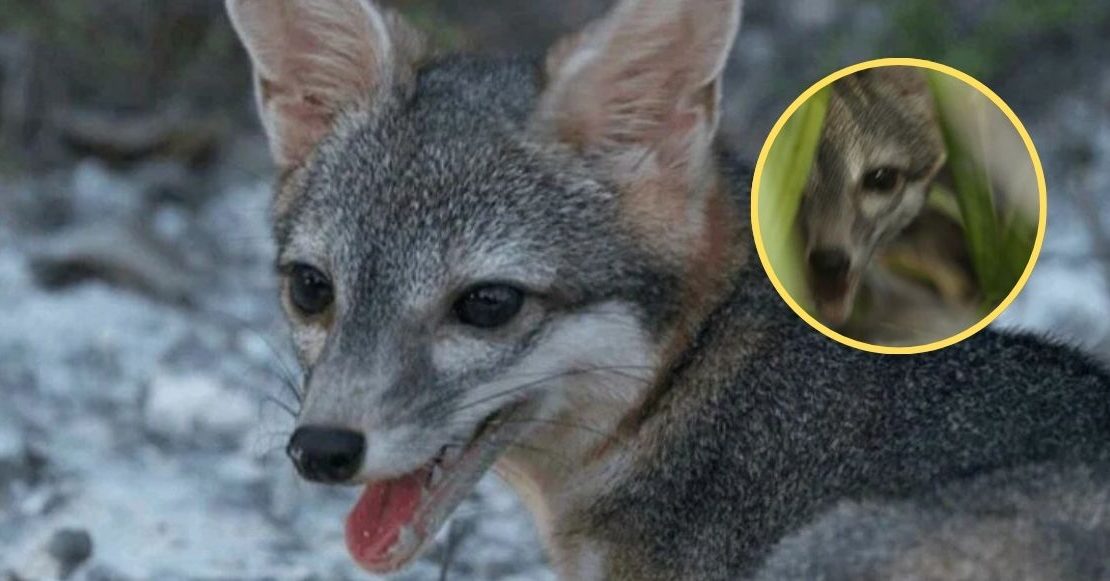 Captan nuevamente al zorro enano de Cozumel, una de las especies más raras de México