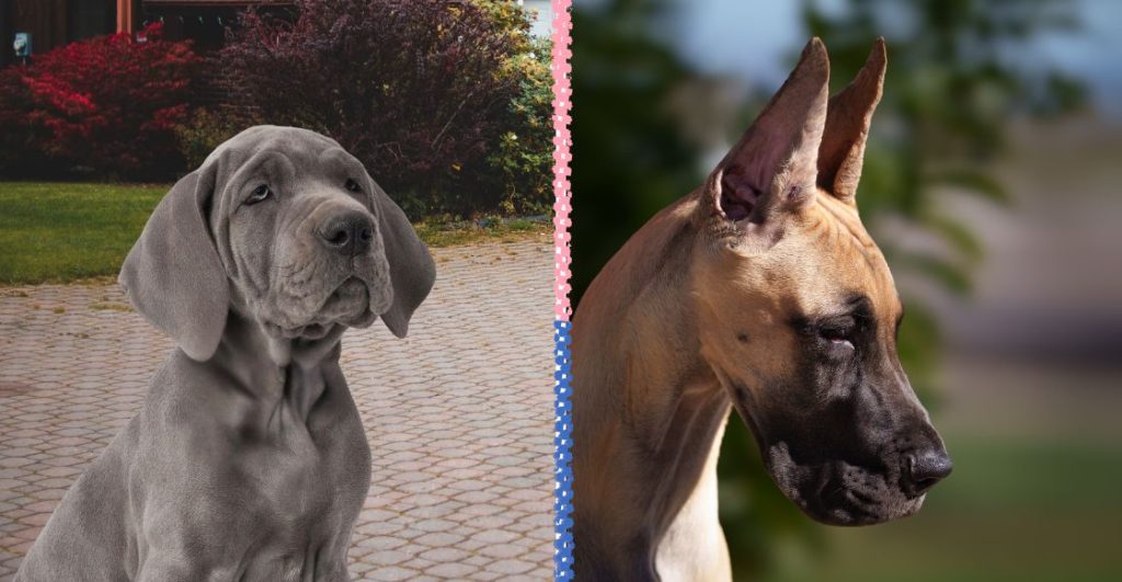 Un gran danés cachorro con las orejas normales y uno con las orejas cortadas