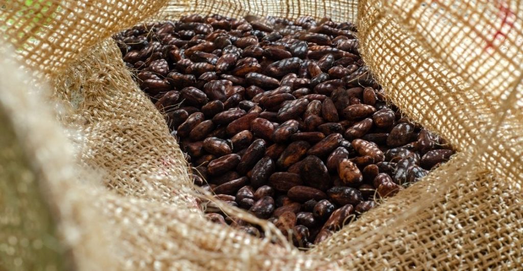 Imagen de cacao