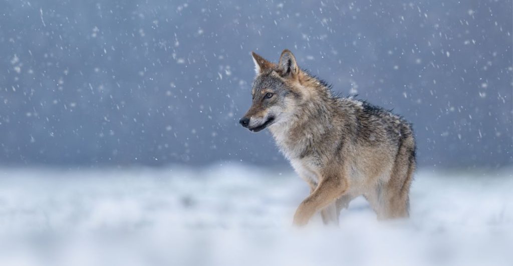 Imagen de un lobo