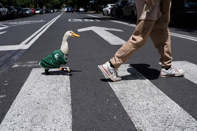 Patos, perritos y hasta un ajolote: Las mascotas mexicanas más famosas del mundo