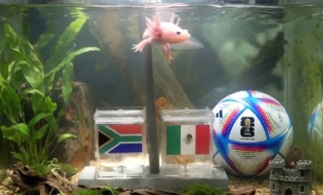 Patos, perritos y hasta un ajolote: Las mascotas mexicanas más famosas del mundo