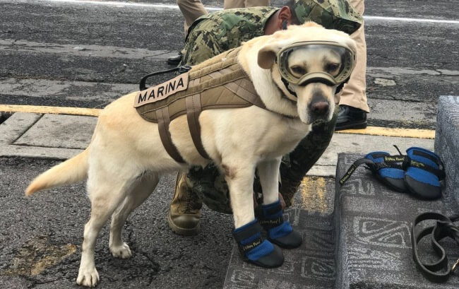 Patos, perritos y hasta un ajolote: Las mascotas mexicanas más famosas del mundo
