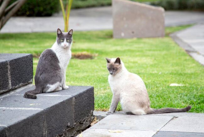 Patos, perritos y hasta un ajolote: Las mascotas mexicanas más famosas del mundo