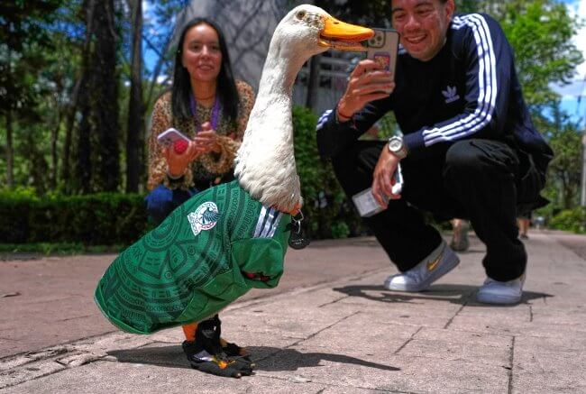 Patos, perritos y hasta un ajolote: Las mascotas mexicanas más famosas del mundo