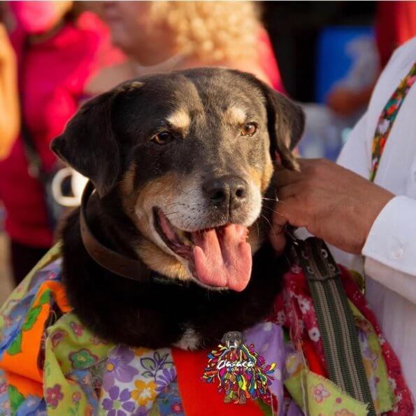 Patos, perritos y hasta un ajolote: Las mascotas mexicanas más famosas del mundo