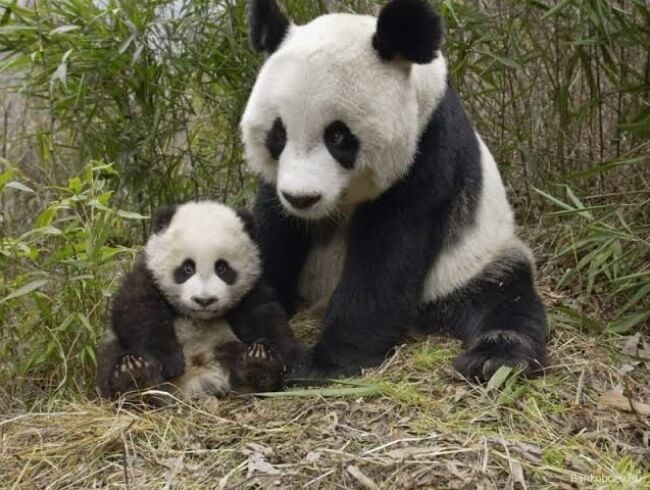 Patos, perritos y hasta un ajolote: Las mascotas mexicanas más famosas del mundo