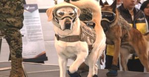 Patos, perritos y hasta un ajolote: Las mascotas mexicanas más famosas del mundo