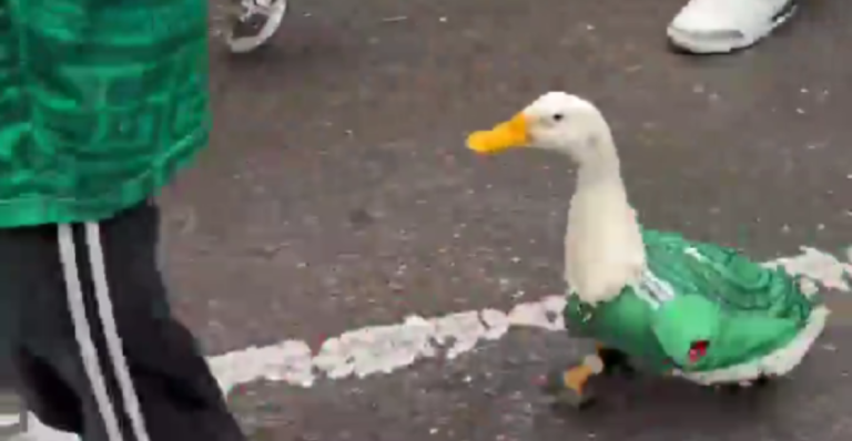 El mejor jugador de México: Merlín, el pato que vende aguas, es la figura del Mundial