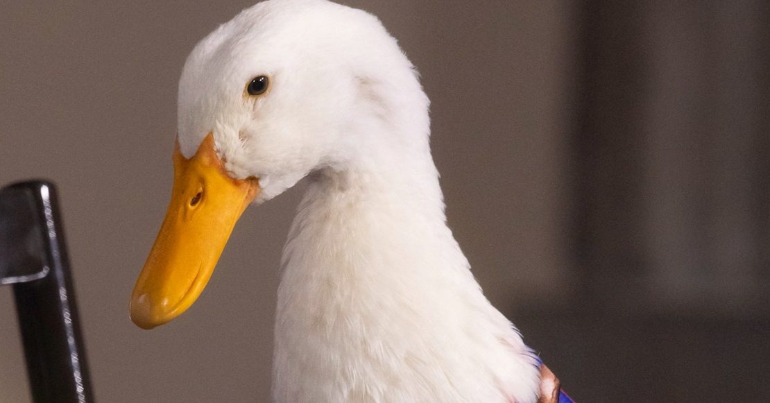 Nombre del pato Merlín será registrado en el IMPI
