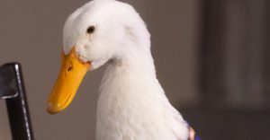 Nombre del pato Merlín será registrado en el IMPI