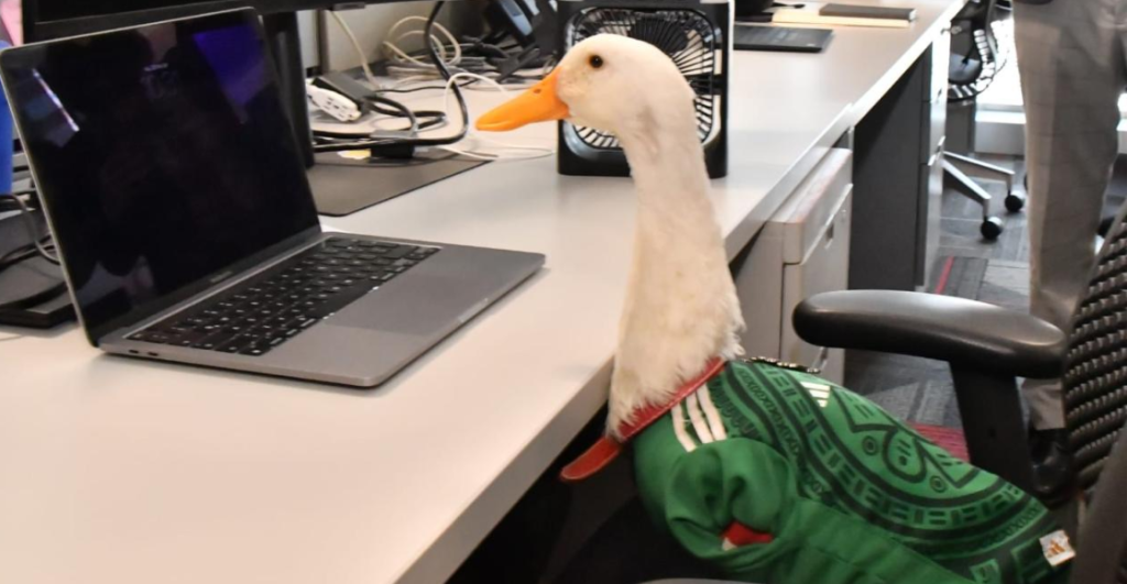 ¡Ya es marca registrada! 'Merlín, el pato' ya quedó registrado ante el IMPI