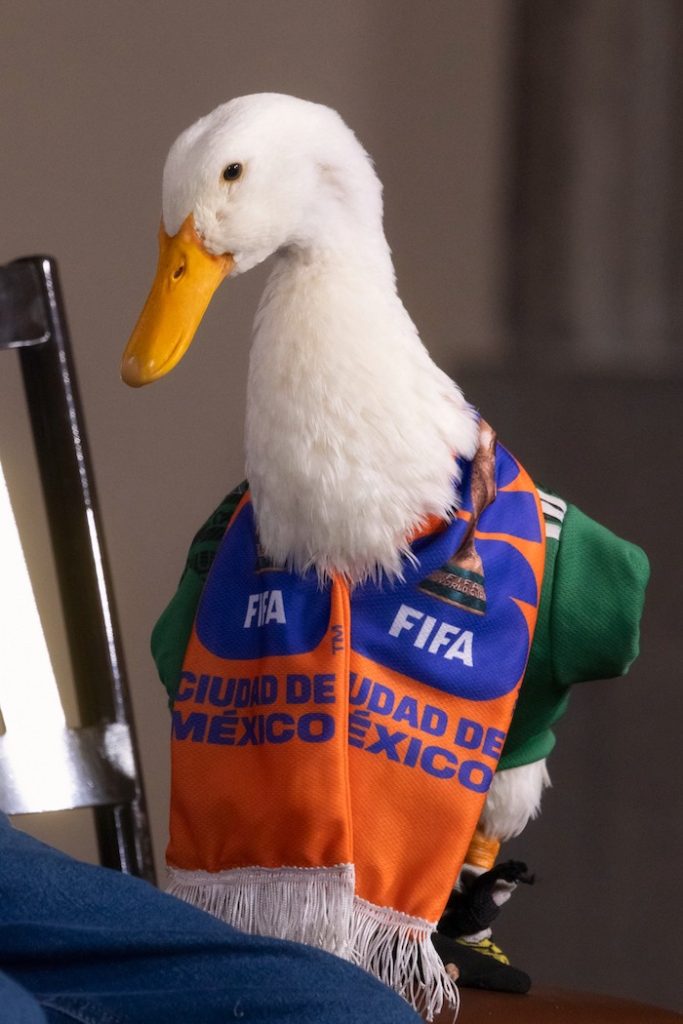 Nombre del pato Merlín será registrado en el IMPI