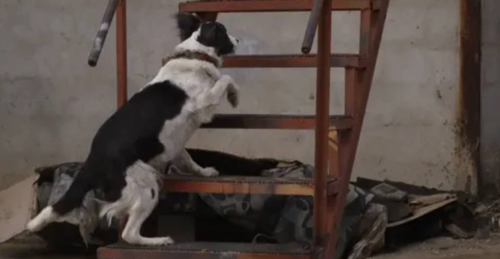 De sobreviviente al abandono a héroe: la historia de 'Tsunami', el perro rescatista que conmueve a Venezuela