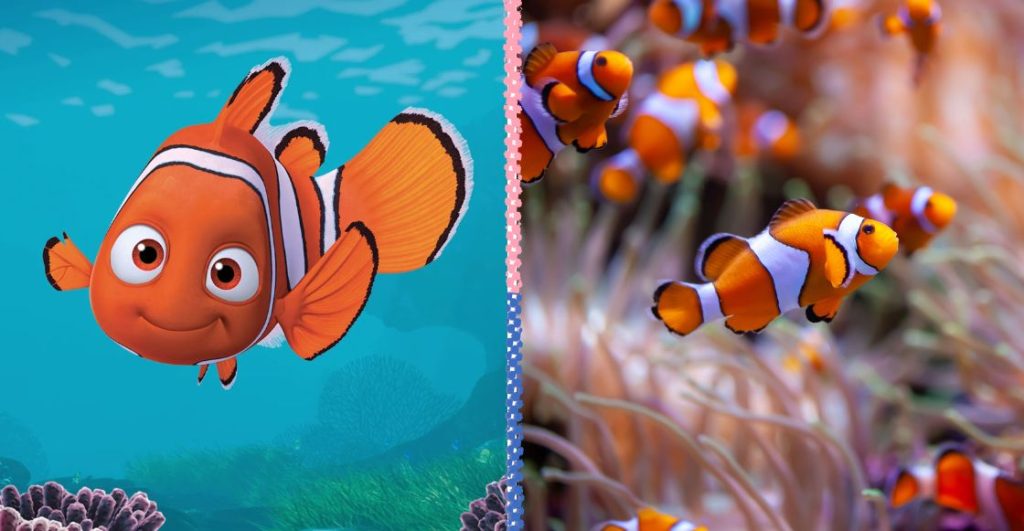 Pez payaso como los de Buscando a Nemo