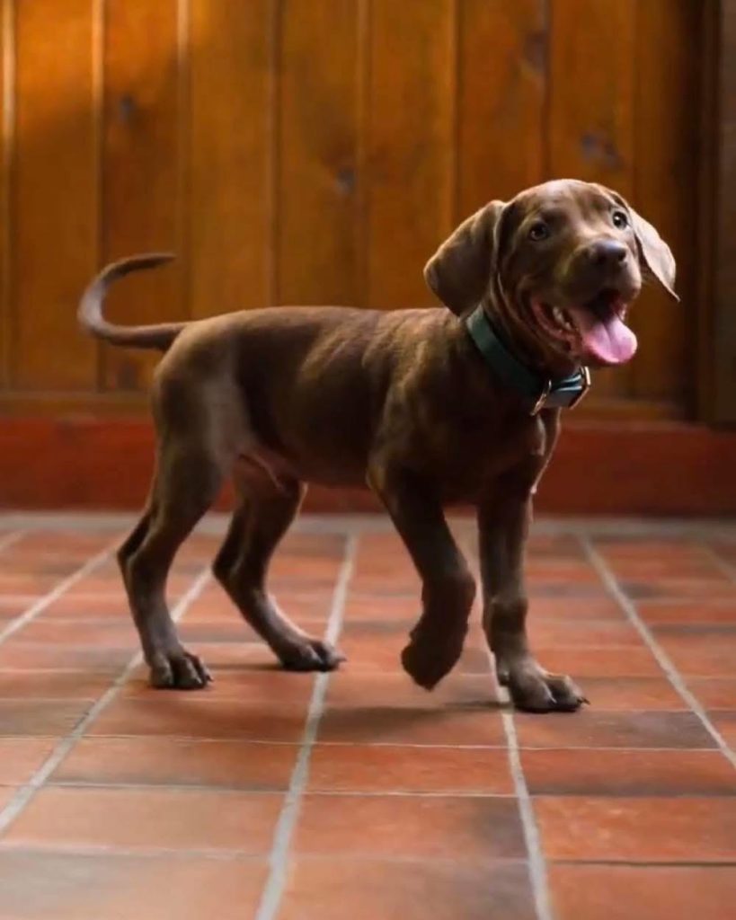 Imagen del perrito que será Scooby-Doo